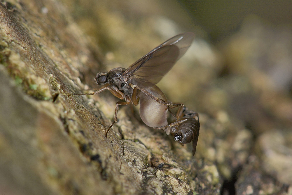 Diptera da id.